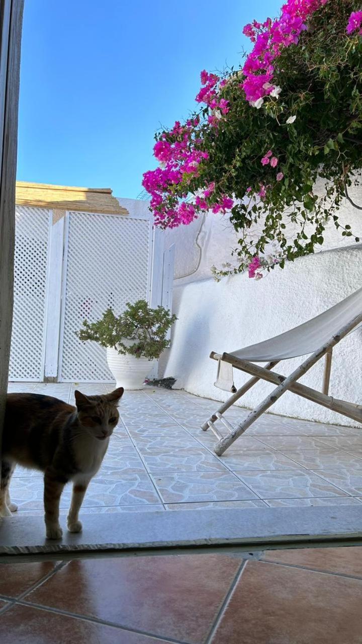 Palm Tree Hill ξενώνας Οία Εξωτερικό φωτογραφία